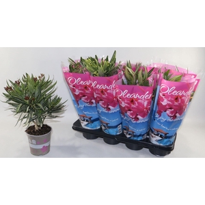 Nerium oleander