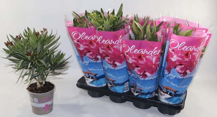 <h4>Nerium oleander</h4>
