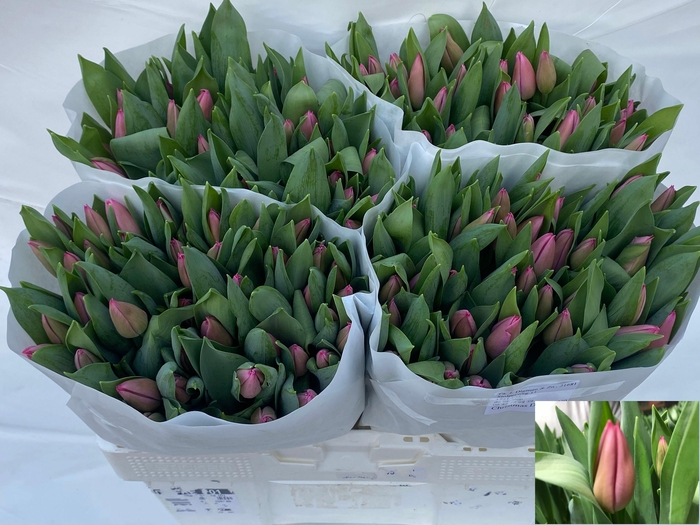 <h4>TU EN CHRISTM DREAM</h4>