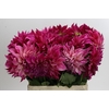 Dahlia Cafe Au Lait Rose