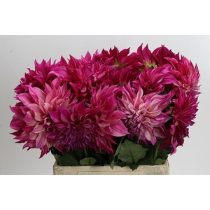Dahlia Cafe Au Lait Rose