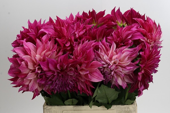 <h4>Dahlia Cafe Au Lait Rose</h4>