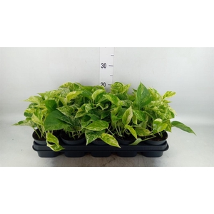 Epipremnum pinn. 'Marble Queen'