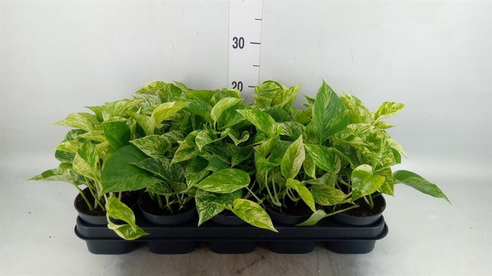 <h4>Epipremnum pinn. 'Marble Queen'</h4>