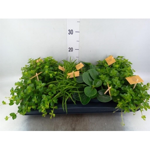 Peperomia   ...mix