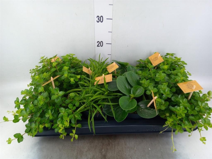 <h4>Peperomia   ...mix</h4>