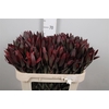 Leucadendron Saf Sunset Dark R.
