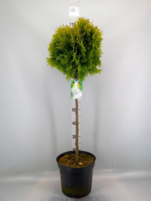 <h4>Thuja occid.</h4>