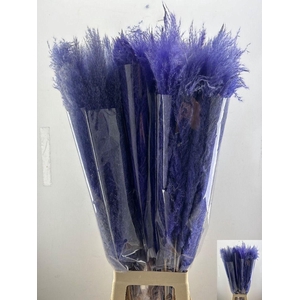 CORTA SELLOAN KLB H%