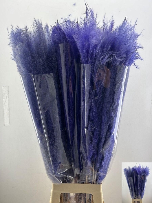 <h4>CORTA SELLOAN KLB H%</h4>