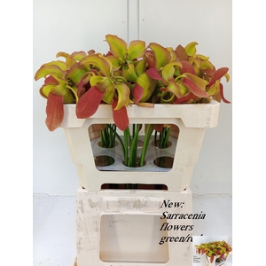 SARRACENIA OV