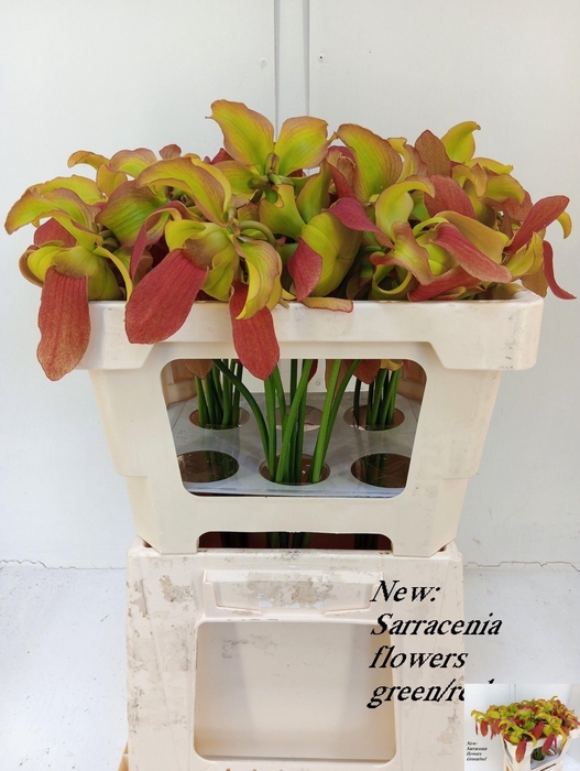 <h4>SARRACENIA OV</h4>