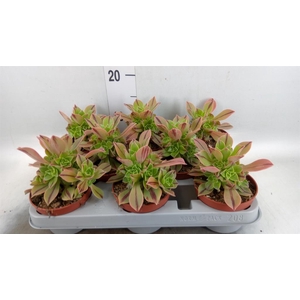 Aeonium   ...