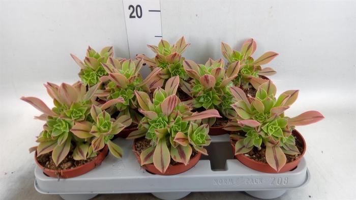 <h4>Aeonium   ...</h4>