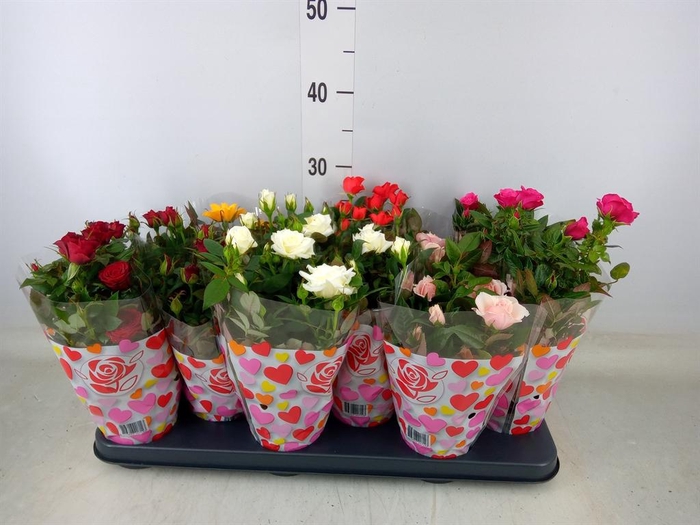 <h4>Rosa  'Star Roses'   ...mix</h4>