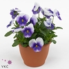 Viola corn. 'Sorbet XP Violet Beac'