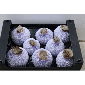 Wax Hipp Snow Lavendel