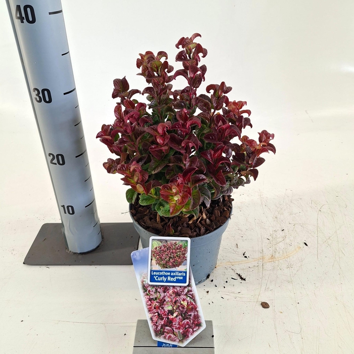 <h4>Leucothoe axillaris ‘Curly Red’ PBR</h4>