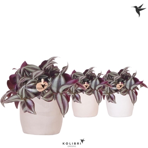 Kolibri Greens Tradescantia Zebrina in Stones pot mix