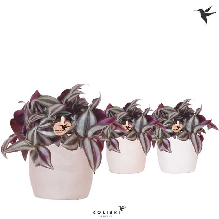 <h4>Kolibri Greens Tradescantia Zebrina in Stones pot mix</h4>