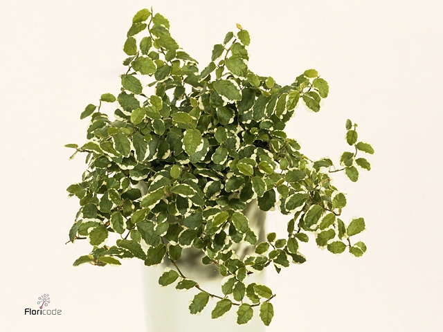 Ficus pumila 'Sunny'