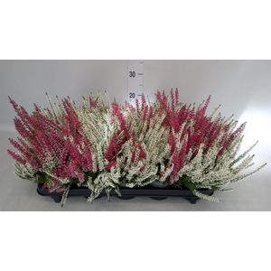 Calluna vulg. 'Beauty L' ..mix 2/p