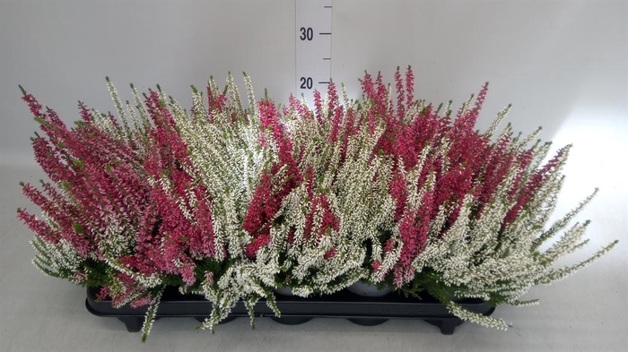 <h4>Calluna vulg. 'Beauty L' ..mix 2/p</h4>