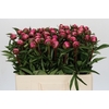 Paeonia Anima