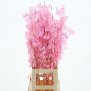 Dried Lunaria Bleached Pink