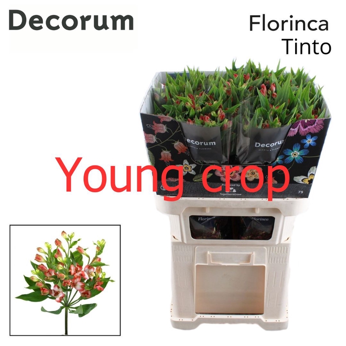 <h4>Alstr Florinca Tinto Extra Young T2G</h4>