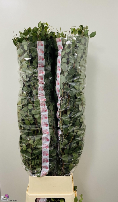 <h4>EUCA POLYANTHEMOS</h4>