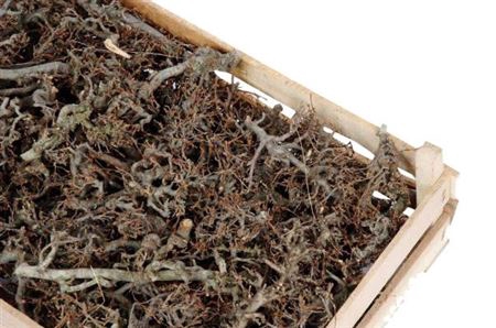 <h4>Deco Bonsai Wood Naturel P Crate</h4>