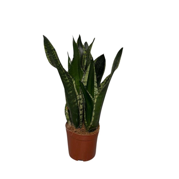 <h4>Sansevieria trif. overig</h4>