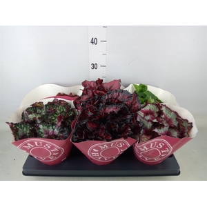 Begonia BD 'Beleaf'   ...mix