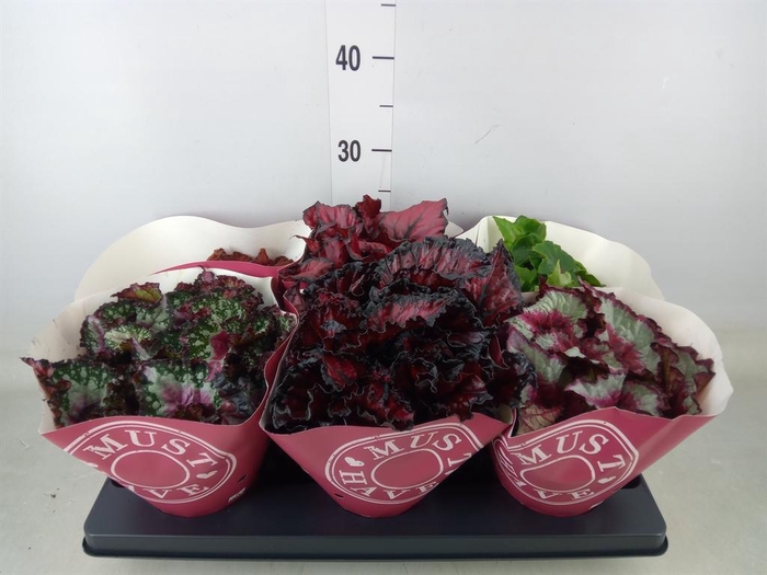 <h4>Begonia BD 'Beleaf'   ...mix</h4>