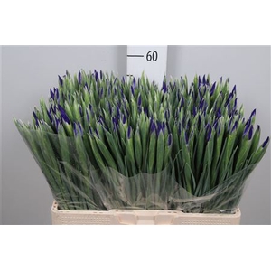 Iris Blue Magic