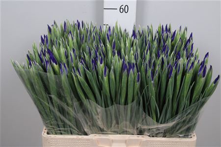 Iris Blue Magic