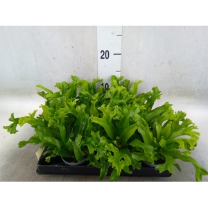 Asplenium nidus