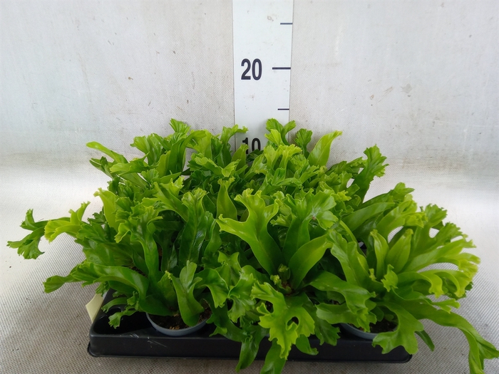 <h4>Asplenium nidus</h4>