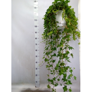 Hedera helix 'Pittsburgh'