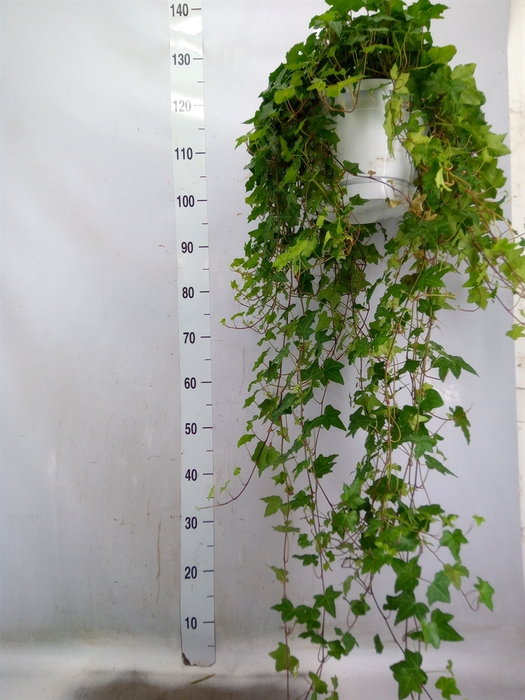 <h4>Hedera helix 'Pittsburgh'</h4>
