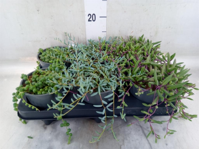 <h4>Senecio   ...mix</h4>