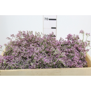 LIMONIUM 060 CM ROSA