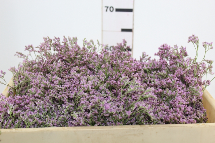 <h4>LIMONIUM 060 CM ROSA</h4>