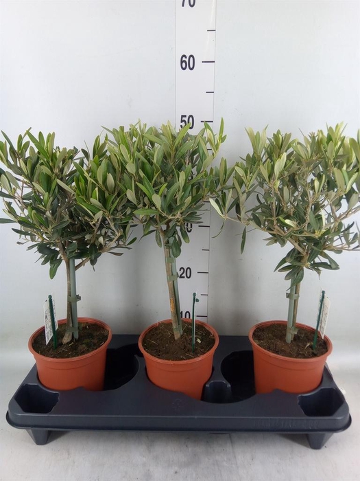 <h4>Olea europaea</h4>