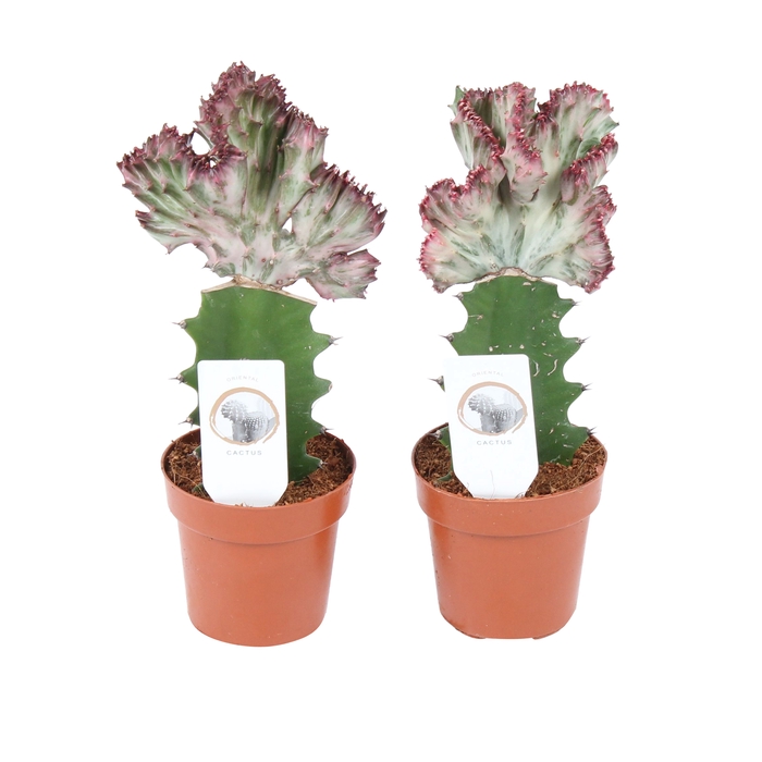 <h4>Euphorbia La Cristata</h4>