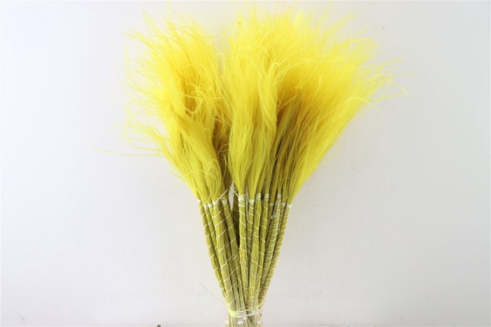 <h4>Dried Stypha Penata Yellow Bunch</h4>