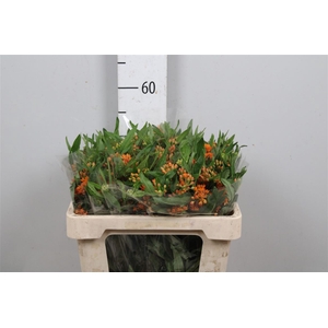 Ascl Tuberosa (kenia!)
