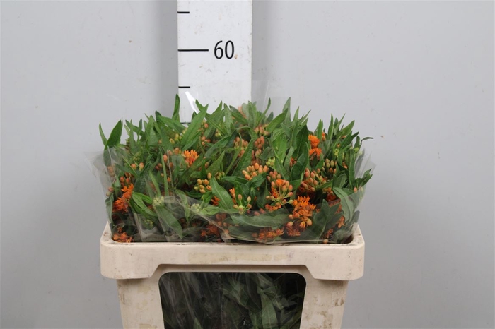 <h4>Ascl Tuberosa (kenia!)</h4>