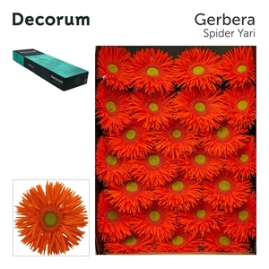 Gerbera Spider Yari Doos